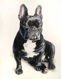Bouledogue assis en portrait animalier